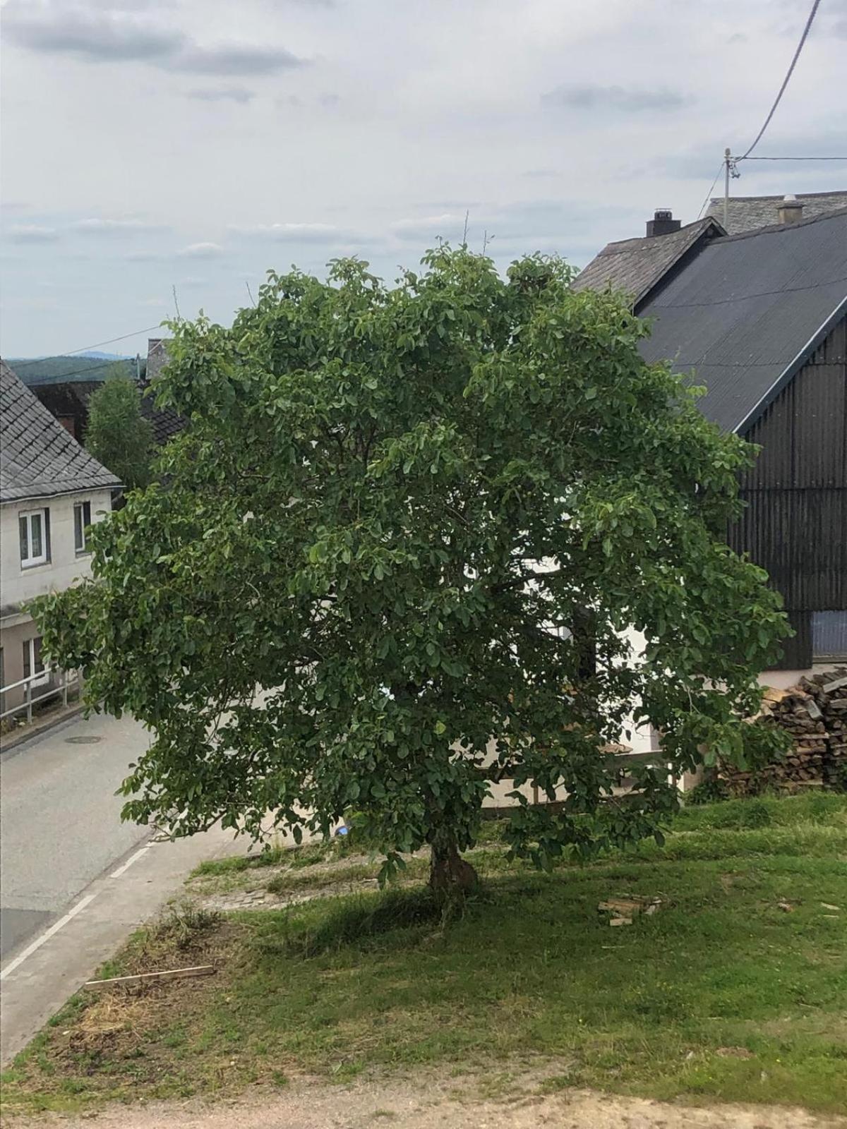 Neu Renovierte Wohnung In Alter Schule Hattgenstein Exterior photo